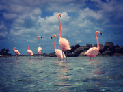 11th May 2019 - Flamingo Beach Aruba