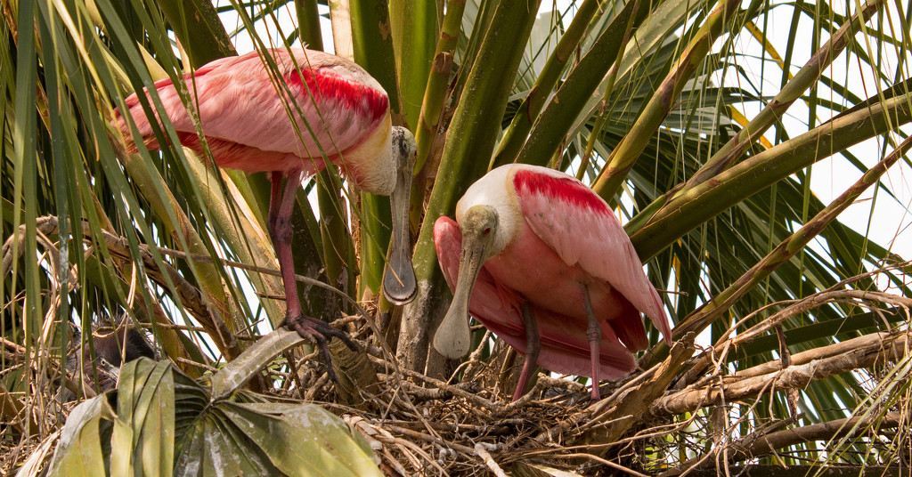 Roseate Spoonbills Checking Over the Nest! by rickster549