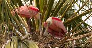 11th May 2019 - Roseate Spoonbills Checking Over the Nest!