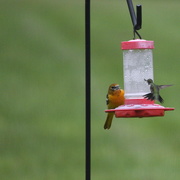 11th May 2019 - Defending the Feeder