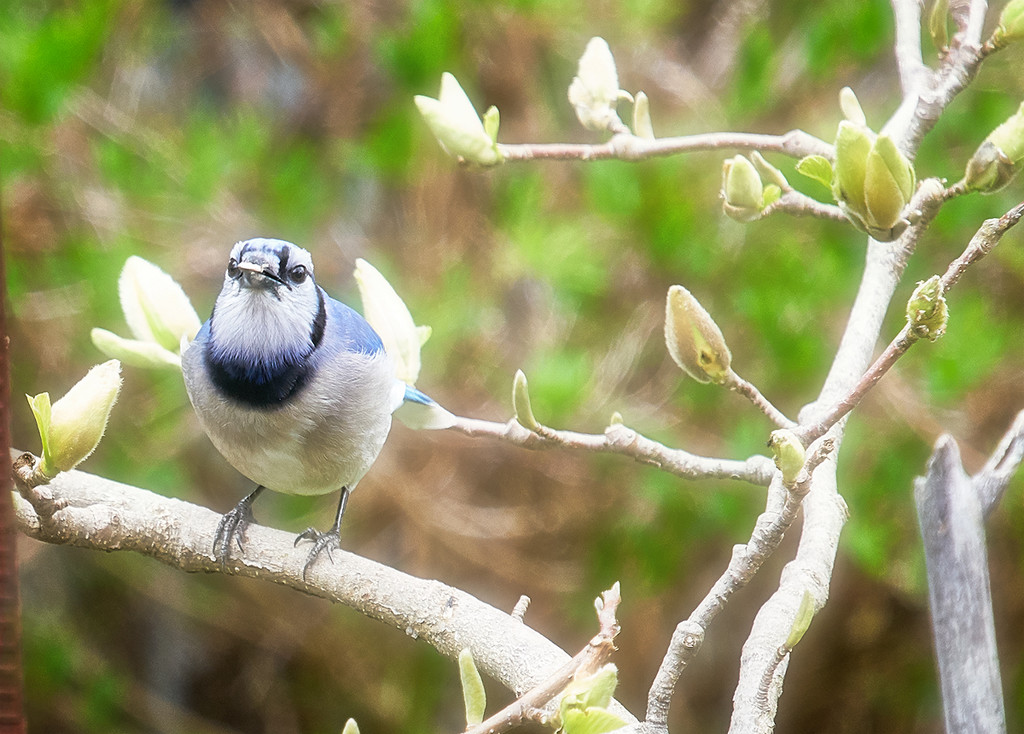 Another Bluejay by gardencat