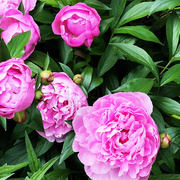 11th May 2019 - Pink Peonies For Grammy Z