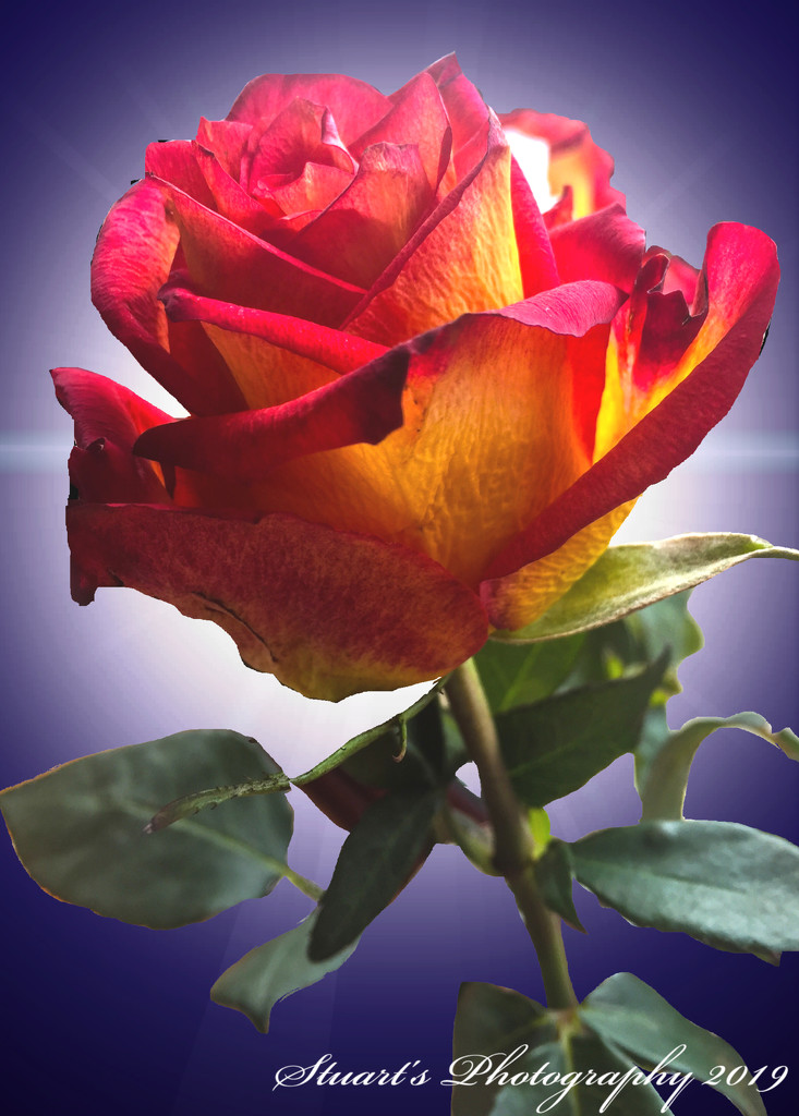 A single stemmed rose by stuart46