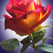 A single stemmed rose by stuart46