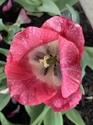 12th May 2019 - Rainy day tulip