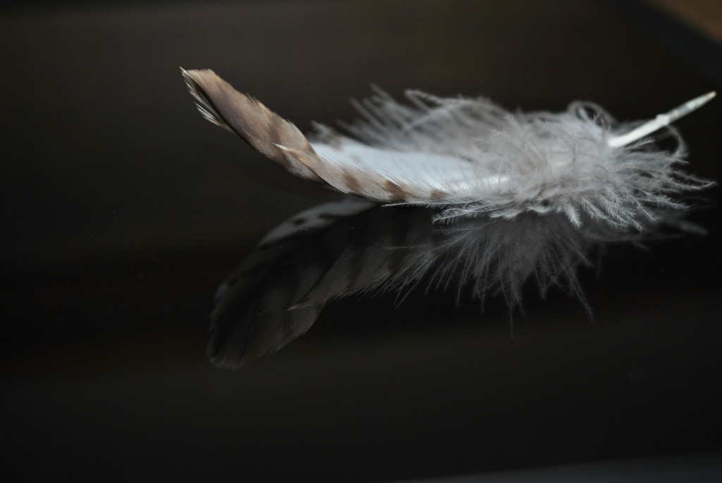 Day 131: Feather by jeanniec57