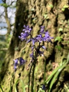 10th May 2019 - Bluebell