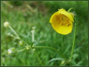 10th May 2019 - Buttercup  cup