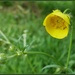 Buttercup  cup by jokristina