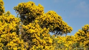 12th May 2019 - Gorse
