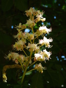 12th May 2019 - Time for the Horse Chestnut candle shot again, this year it is side-lit