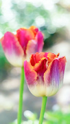 12th May 2019 - tulip in a neighbor's garden