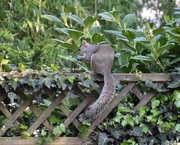 12th May 2019 - Squizzer
