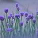 Chives  by rosiekind