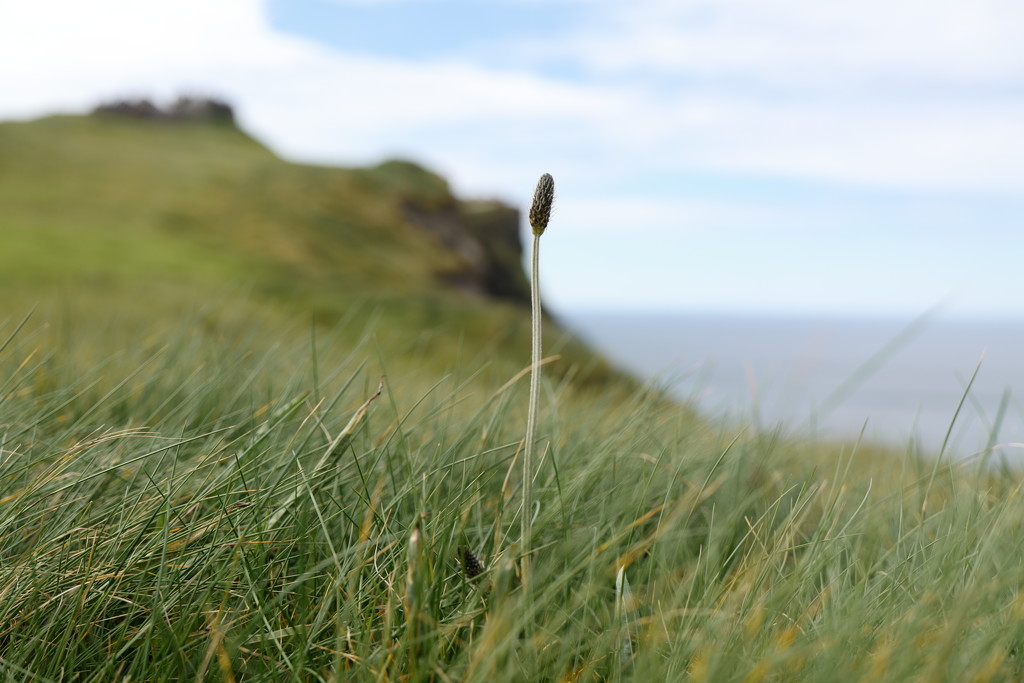 A wee weed at the Cliffs of Moher by berelaxed