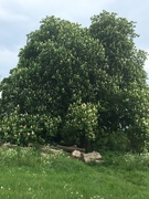 7th May 2019 - Chestnut Tree