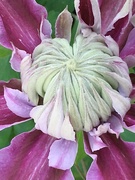 9th May 2019 - Clematis Flower 