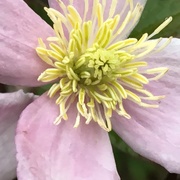 8th May 2019 - Clematis Flower
