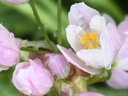 11th May 2019 - Allium Flower 