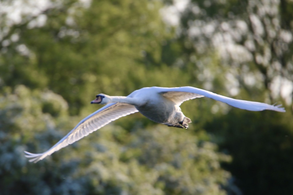 Swan in Flight by phil_sandford