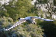 12th May 2019 - Swan in Flight