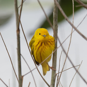 12th May 2019 - yellow warbler front