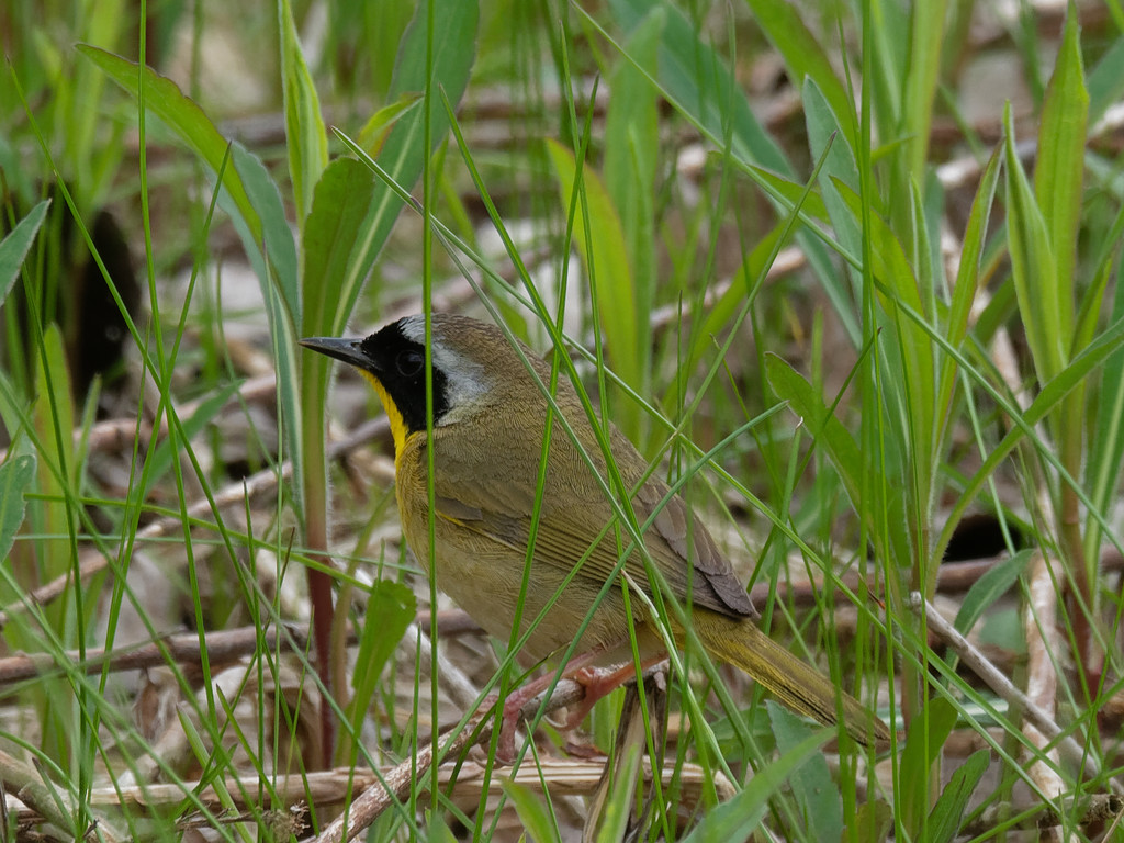 male common yellowthroat warbler by rminer