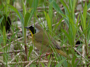 12th May 2019 - male common yellowthroat warbler