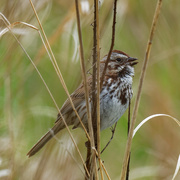 12th May 2019 - song sparrow 