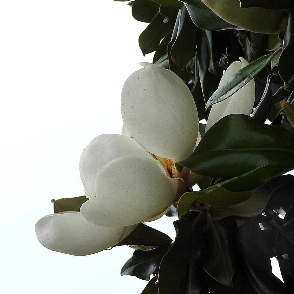 Half magnolia, half sky or half white, half green by homeschoolmom
