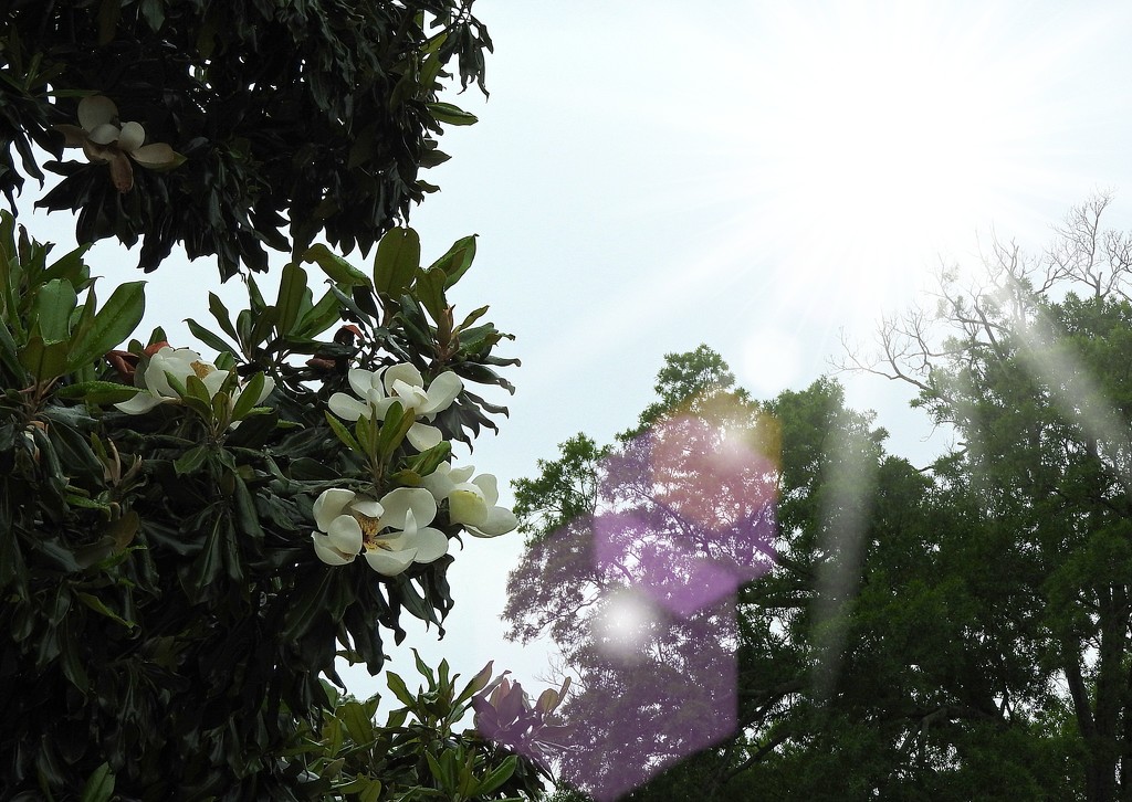 Magnolia sunflare by homeschoolmom