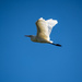 Egret wings by sugarmuser