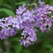 Yeah the lilacs are blooming! by sandlily