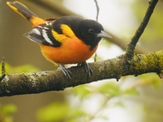 12th May 2019 - Baltimore oriole