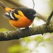 Baltimore oriole by amyk