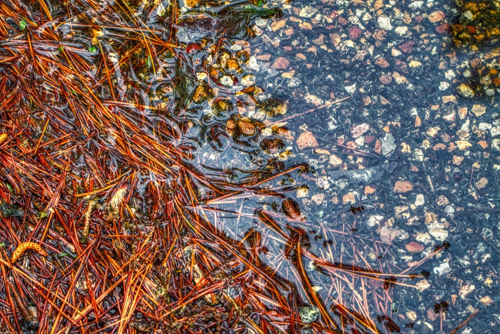 Pine Needles in the Rain by kvphoto