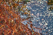 11th May 2019 - Pine Needles in the Rain