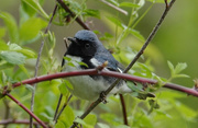 8th May 2019 - Black-throated Blue Warbler