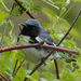Black-throated Blue Warbler by annepann