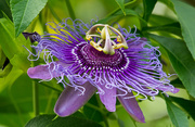 12th May 2019 - Passion Flower!