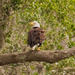 Bald Eagle Surprised Me Again! by rickster549