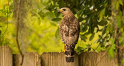 12th May 2019 - Red Shouldered Hawk!
