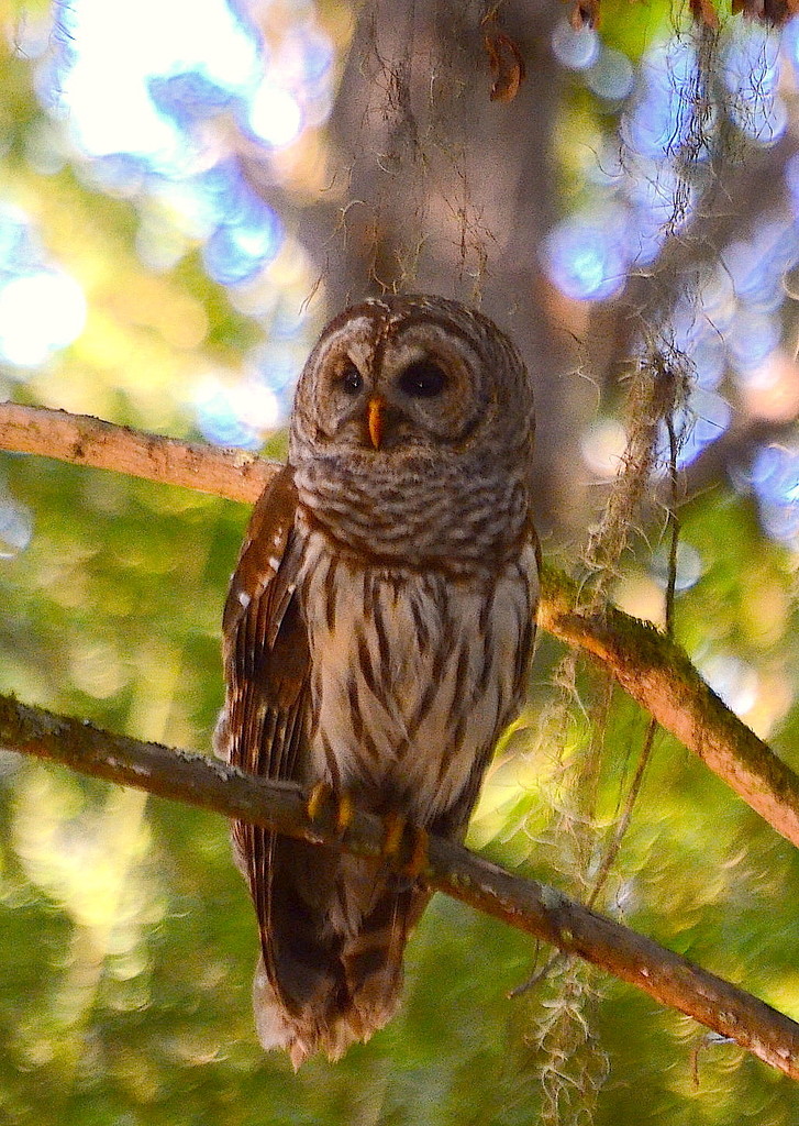 Barred owl, Magnolia Gardens, Charleston by congaree