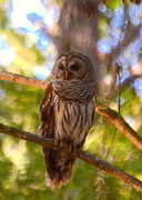 13th May 2019 - Barred owl, Magnolia Gardens, Charleston