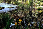 13th May 2019 - Long White Bridge, reflections, and day lilies, Magnolia Gardens