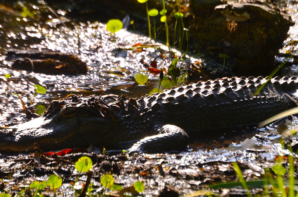 Medium-sized alligator in one of the small lakes at Magnolia Gardens.  by congaree