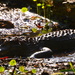 Medium-sized alligator in one of the small lakes at Magnolia Gardens.  by congaree