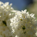 White Lilacs by gq