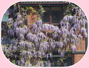 13th May 2019 - A Wisteria.