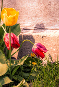 13th May 2019 - Tulips by the wall